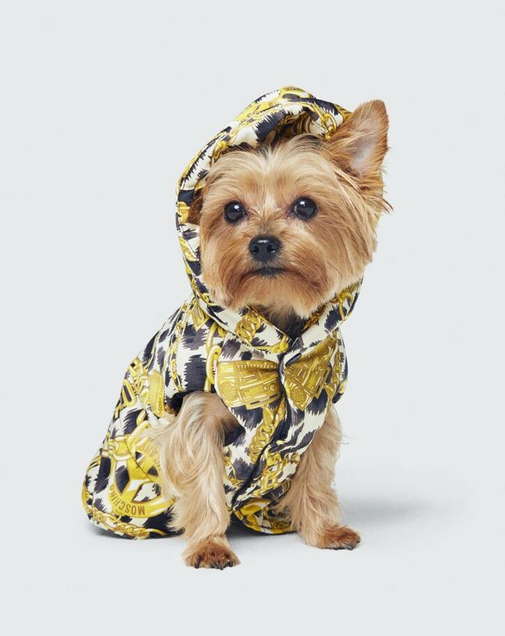 H&M | Moschino